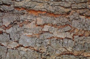 tree bark